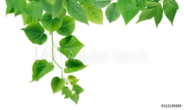 Picture of Green Leaves Border